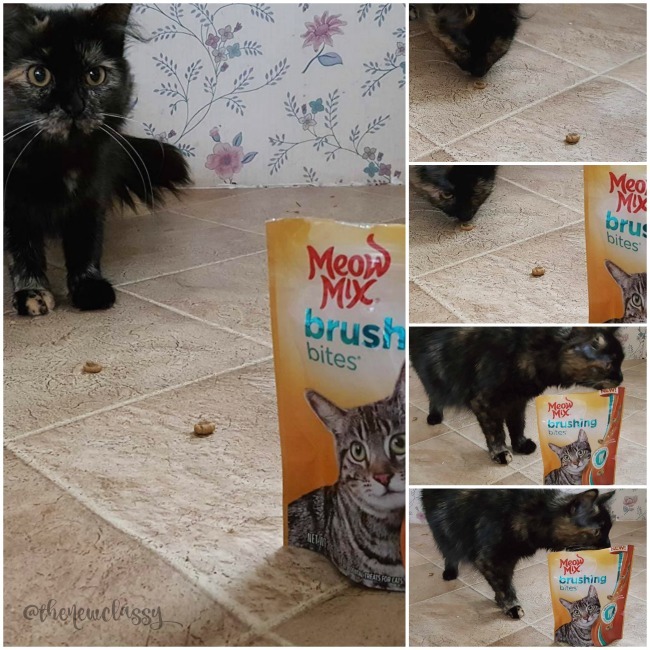 Care For Your Cat's Teeth With Meow Mix Brushing Bites #sponsored
