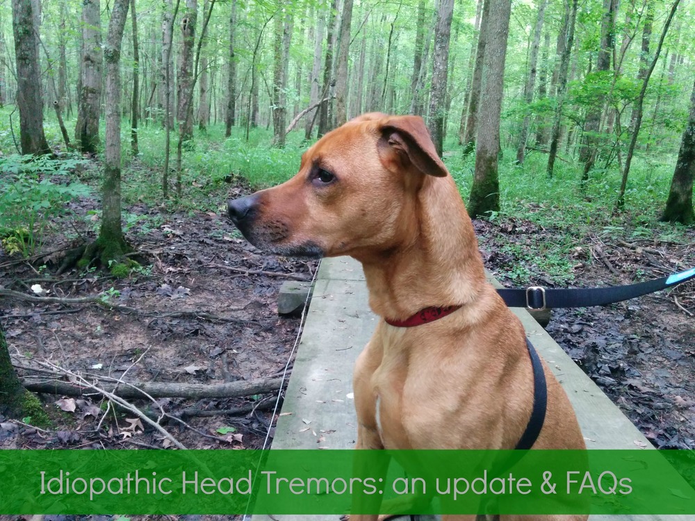 idiopathic head tremors idiopathic head tremors