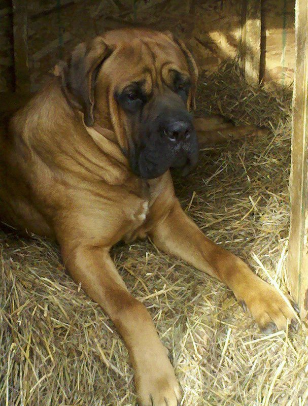Purina @ProPlan #BrightMind Dog Food Update #ad