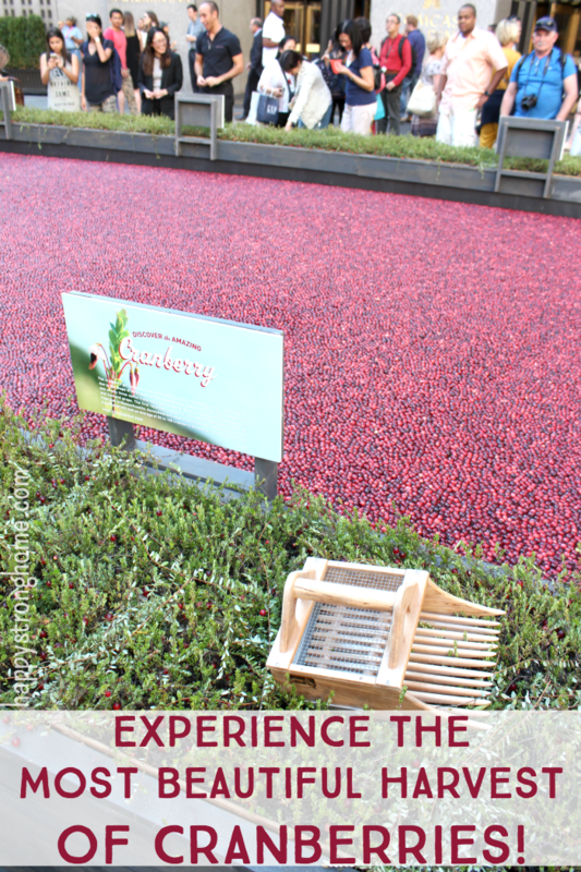 Harvest Cranberry Classroom 