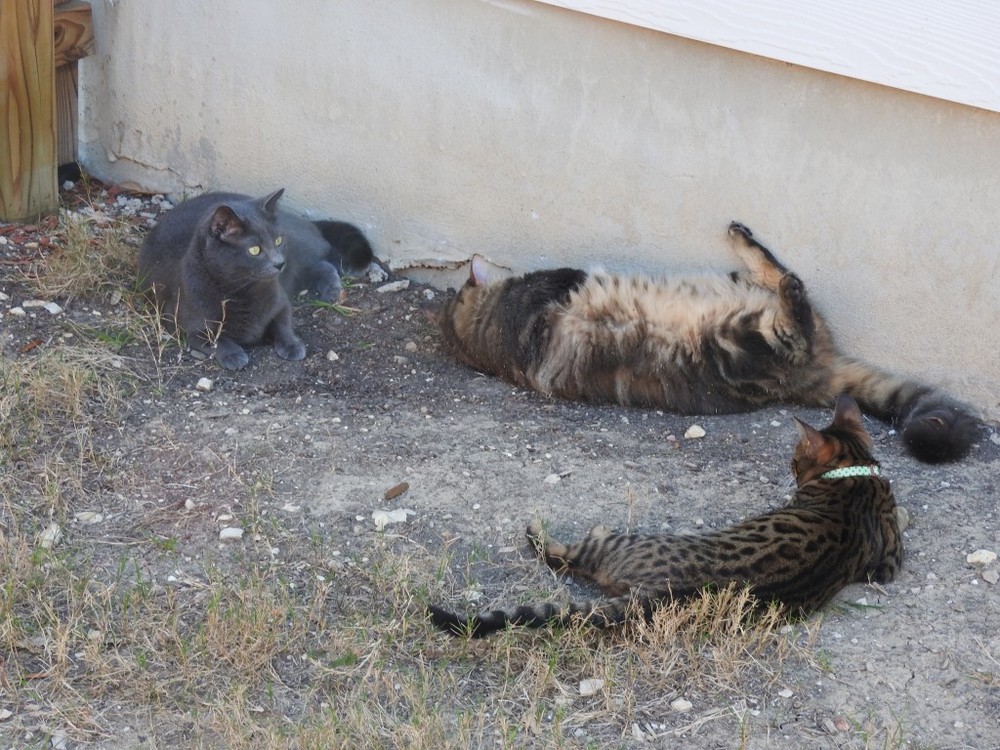 Getting dirty is an important life lesson you can learn from your cat