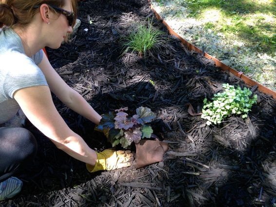 Planting perennials in the new garden bed