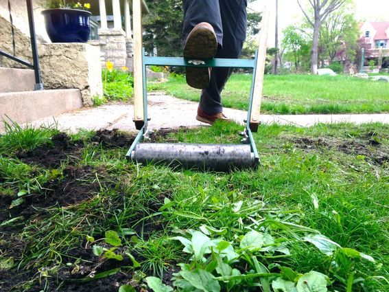 Using a sod kicker to remove grass