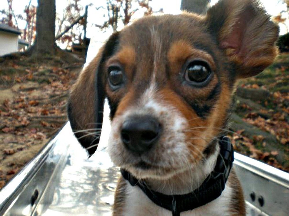 Vincent as a tiny pup