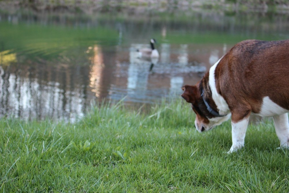 My Older Dog is now chasing geese into the pond.