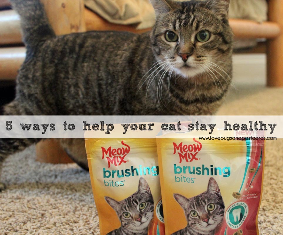 5 ways to help your cat stay healthy