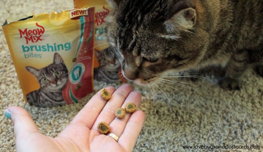 5 ways to help your cat stay healthy