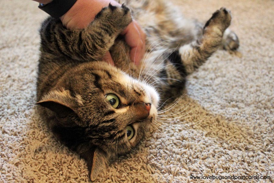 5 ways to help your cat stay healthy