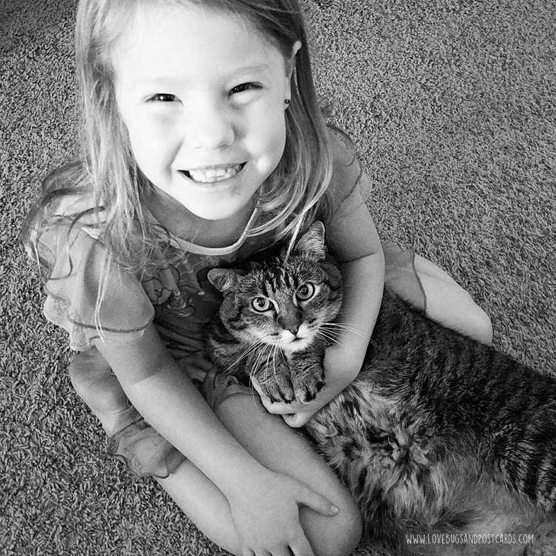 5 ways to care for your aging cat