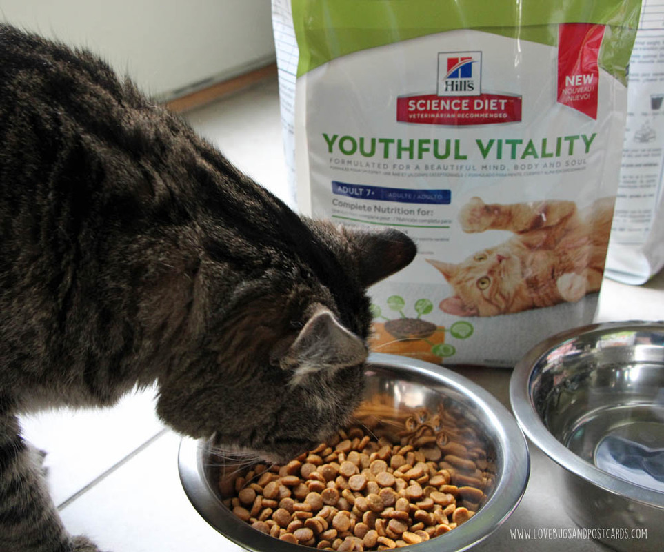 5 ways to take care of your aging cat AwesomeAsEver Lovebugs and