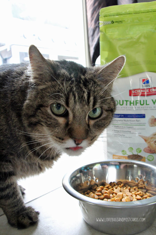 5 ways to take care of your aging cat AwesomeAsEver Lovebugs and