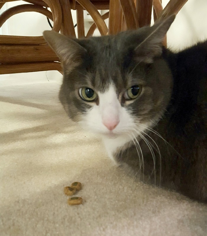 Brushing bites for clearance cats